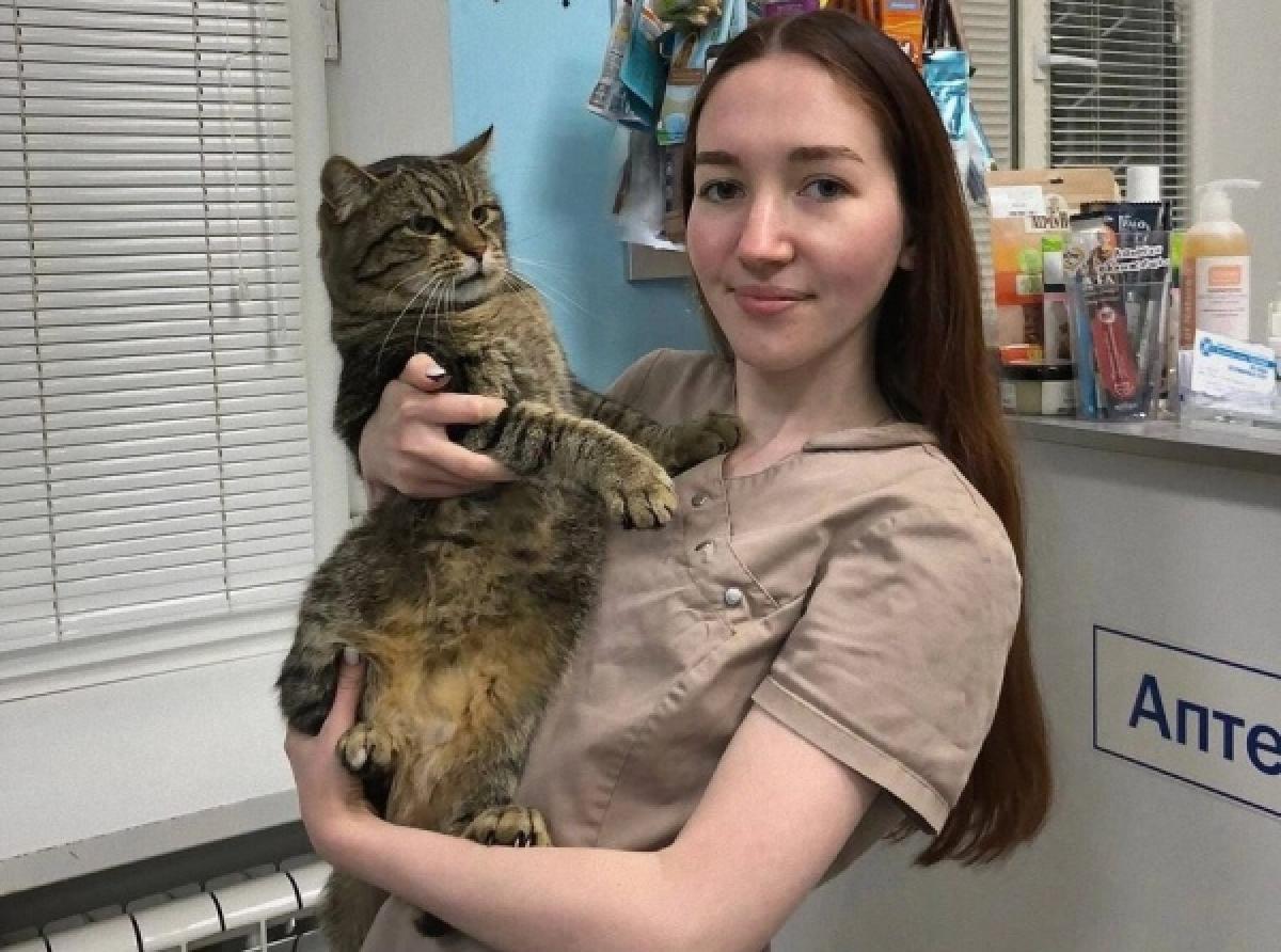 Почётный донор кот Борис из Курска спасает кошачьи жизни